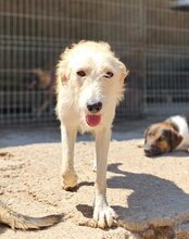 VELA, Hund, Mischlingshund in Kroatien - Bild 11