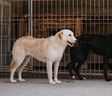 VELA, Hund, Mischlingshund in Kroatien - Bild 13