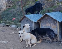 VELA, Hund, Mischlingshund in Kroatien - Bild 14