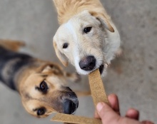 VELA, Hund, Mischlingshund in Kroatien - Bild 17