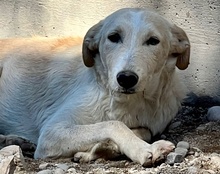 VELA, Hund, Mischlingshund in Kroatien - Bild 19