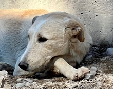 VELA, Hund, Mischlingshund in Kroatien - Bild 20