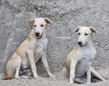 VELA, Hund, Mischlingshund in Kroatien - Bild 22