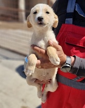 VELA, Hund, Mischlingshund in Kroatien - Bild 23