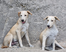 VELA, Hund, Mischlingshund in Kroatien - Bild 24