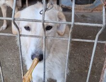 VELA, Hund, Mischlingshund in Kroatien - Bild 3