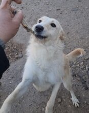 VELA, Hund, Mischlingshund in Kroatien - Bild 4