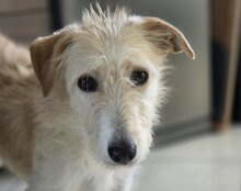 VELA, Hund, Mischlingshund in Kerpen