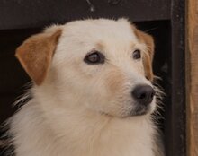 SMILA, Hund, Mischlingshund in Kroatien