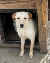 SMILA, Hund, Mischlingshund in Kroatien - Bild 3