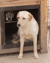 SMILA, Hund, Mischlingshund in Kroatien - Bild 4