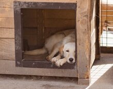SMILA, Hund, Mischlingshund in Kroatien - Bild 5
