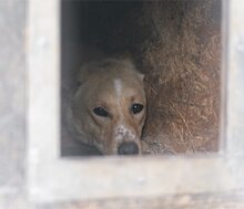 BOB, Hund, Mischlingshund in Kroatien - Bild 12