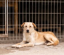 BOB, Hund, Mischlingshund in Kroatien - Bild 13