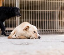 BOB, Hund, Mischlingshund in Kroatien - Bild 14