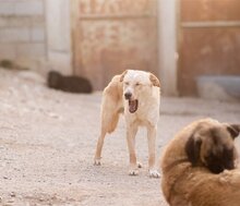 BOB, Hund, Mischlingshund in Kroatien - Bild 15