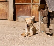 BOB, Hund, Mischlingshund in Kroatien - Bild 16