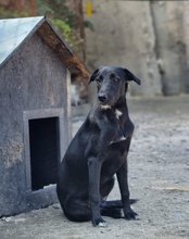 BRUNO, Hund, Mischlingshund in Kroatien - Bild 11