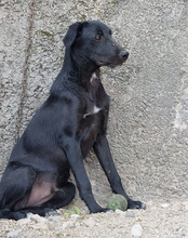 BRUNO, Hund, Mischlingshund in Kroatien - Bild 12