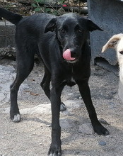BRUNO, Hund, Mischlingshund in Kroatien - Bild 13
