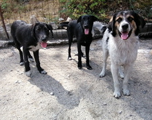 BRUNO, Hund, Mischlingshund in Kroatien - Bild 14