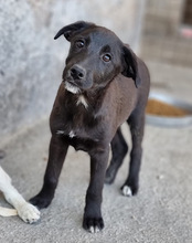 BRUNO, Hund, Mischlingshund in Kroatien - Bild 15