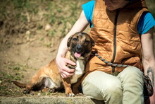 RICH, Hund, Dackel-Mix in Ungarn - Bild 1