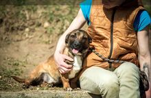 RICH, Hund, Dackel-Mix in Ungarn - Bild 4