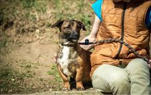 RICH, Hund, Dackel-Mix in Ungarn - Bild 6