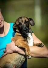 RICH, Hund, Dackel-Mix in Ungarn - Bild 9