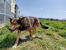 SHELLI, Hund, Mischlingshund in Polen - Bild 1