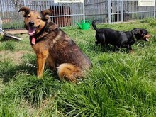 SHELLI, Hund, Mischlingshund in Polen - Bild 2