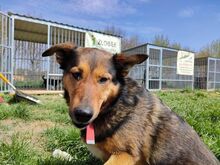 SHELLI, Hund, Mischlingshund in Polen - Bild 5