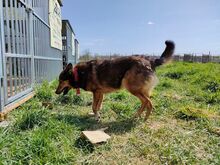 SHELLI, Hund, Mischlingshund in Polen - Bild 7