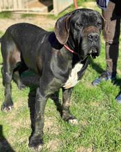 EVA, Hund, Cane Corso in Italien - Bild 3