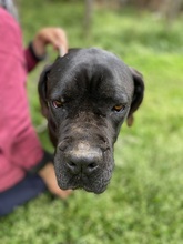 EVA, Hund, Cane Corso in Italien - Bild 4