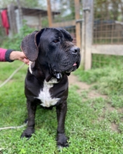 EVA, Hund, Cane Corso in Italien - Bild 6