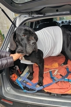 EVA, Hund, Cane Corso in Italien - Bild 9