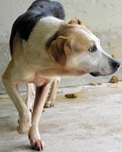 MATEEN, Hund, Mischlingshund in Italien - Bild 1