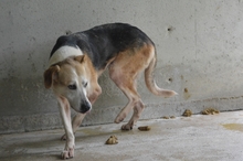 MATEEN, Hund, Mischlingshund in Italien - Bild 5