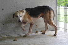 MATEEN, Hund, Mischlingshund in Italien - Bild 6