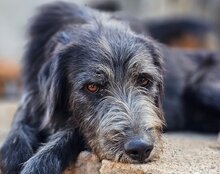 MINO, Hund, Mischlingshund in Kroatien - Bild 1