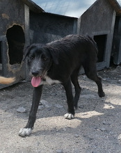 MINO, Hund, Mischlingshund in Kroatien - Bild 10