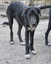 MINO, Hund, Mischlingshund in Kroatien - Bild 11