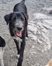 MINO, Hund, Mischlingshund in Kroatien - Bild 13