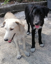 MINO, Hund, Mischlingshund in Kroatien - Bild 14