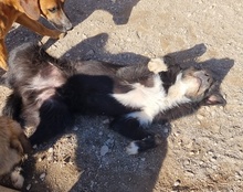 MINO, Hund, Mischlingshund in Kroatien - Bild 15