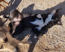 MINO, Hund, Mischlingshund in Kroatien - Bild 17