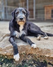 MINO, Hund, Mischlingshund in Kroatien - Bild 2