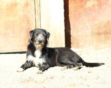 MINO, Hund, Mischlingshund in Kroatien - Bild 21